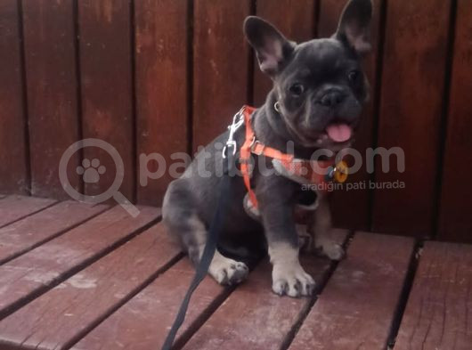 Mavi Gözlü Erkek Blu Tan French Bulldog