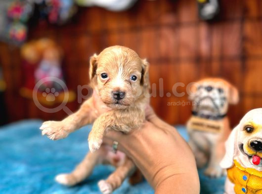 Tüy Dökmez Akıllı Secereli Maltipoo Yavrularımız görsel