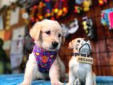 Şampanya Rengi Bebek Surat Golden Retriever A Secereli
