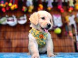 Şampanya rengi bebek surat golden retriever a secereli
