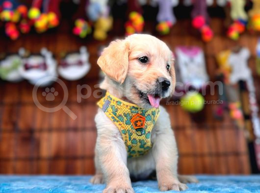 Şampanya Rengi Bebek Surat Golden Retriever A Secereli
