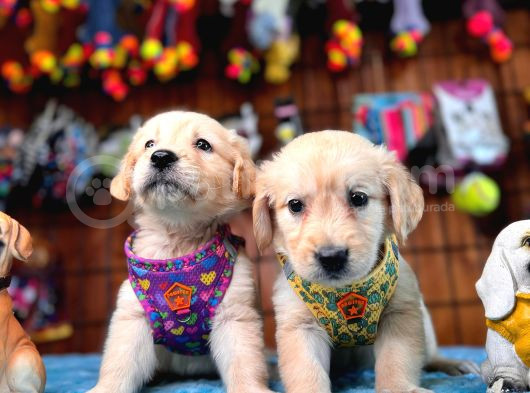 Şampanya Rengi Bebek Surat Golden Retriever A Secereli görsel