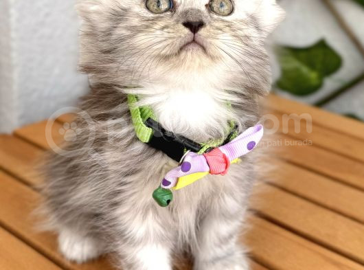 Dişi Silver Nadir Bulunan Pofuduk Kızımız görsel