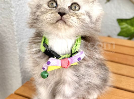 Dişi Silver Nadir Bulunan Pofuduk Kızımız görsel