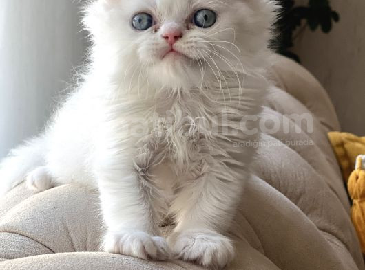 Aşiri Sevi̇mli̇ Hari̇ka Göz Rengi̇nde Scotti̇sh Longhai̇r görsel