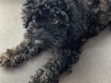 4 Aylık Toy Poodle