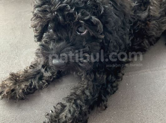 4 Aylık Toy Poodle görsel