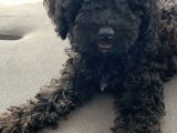 4 Aylık Toy Poodle