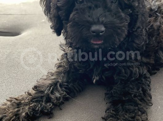 4 Aylık Toy Poodle görsel