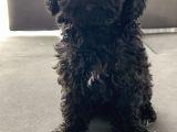 4 aylık toy poodle