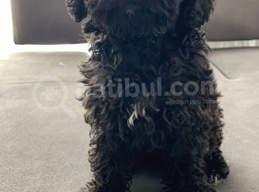 4 Aylık Toy Poodle