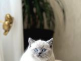 Hemen Tesli̇m Bri̇ti̇sh Shorthai̇r Blue Poi̇nt Her İle Gönderi̇m