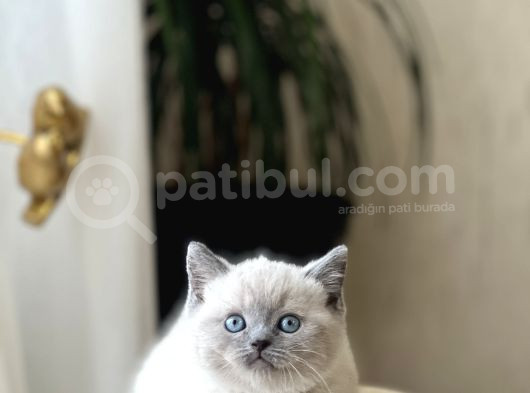 Hemen Tesli̇m Bri̇ti̇sh Shorthai̇r Blue Poi̇nt Her İle Gönderi̇m görsel