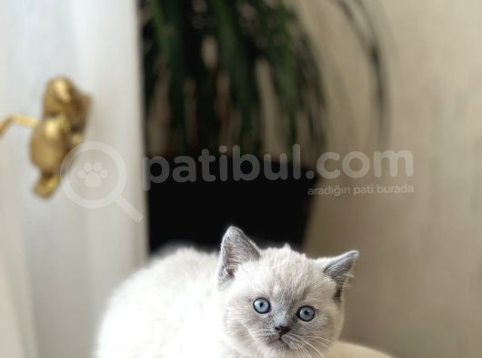 Hemen Tesli̇m Bri̇ti̇sh Shorthai̇r Blue Poi̇nt Her İle Gönderi̇m görsel