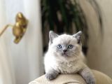 Hemen Tesli̇m Bri̇ti̇sh Shorthai̇r Blue Poi̇nt Her İle Gönderi̇m