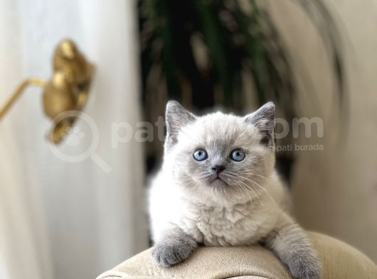 Hemen Tesli̇m Bri̇ti̇sh Shorthai̇r Blue Poi̇nt Her İle Gönderi̇m görsel