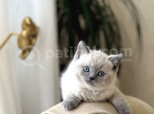 Hemen Tesli̇m Bri̇ti̇sh Shorthai̇r Blue Poi̇nt Her İle Gönderi̇m görsel