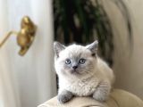 HEMEN TESLİM BRİTİSH SHORTHAİR BLUE POİNT HER İLE GÖNDERİM