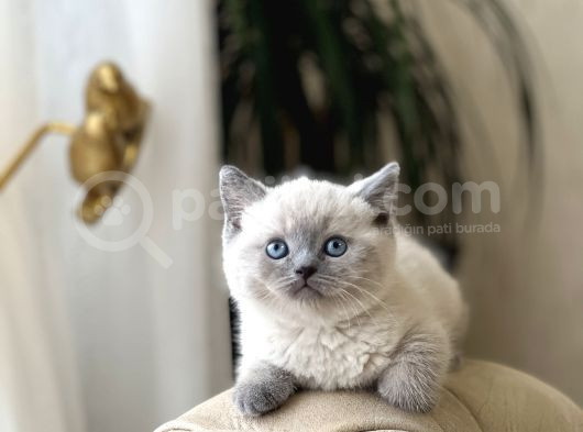 Hemen Tesli̇m Bri̇ti̇sh Shorthai̇r Blue Poi̇nt Her İle Gönderi̇m