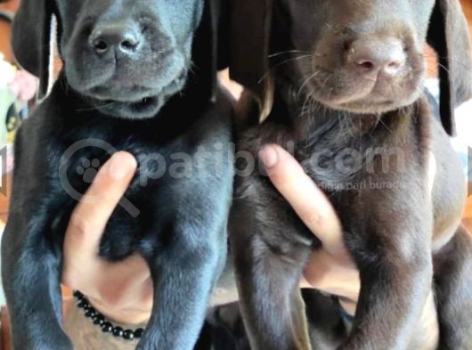 Safkan Chocolate Labrador Retriever