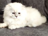 Mükemmel Bi̇r Scotti̇sh Fold Longhai̇r
