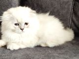 Mükemmel Bi̇r Scotti̇sh Fold Longhai̇r