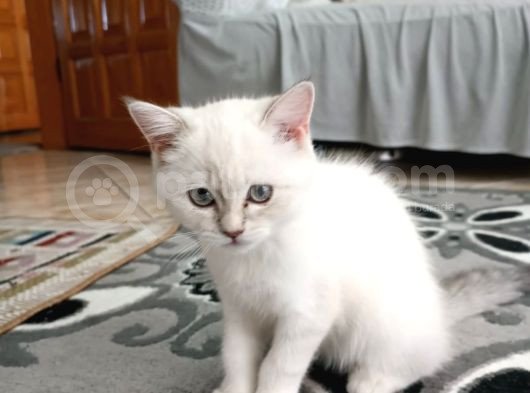 British Sorthair Lynxpoint Güzel Yavrumuz görsel