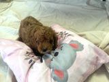 Poodle Dişi Yavrular