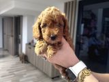 Poodle Dişi Yavrular