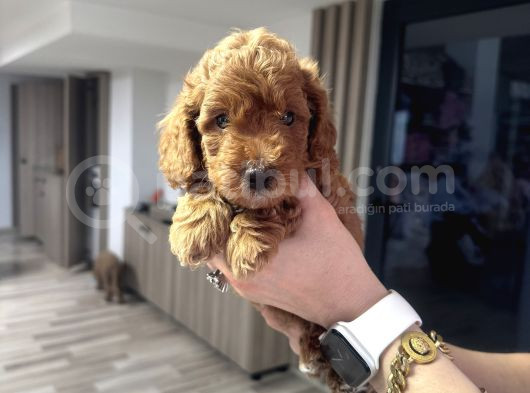 Poodle Dişi Yavrular görsel