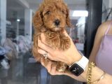 Poodle Dişi Yavrular