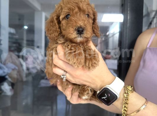 Poodle Dişi Yavrular görsel