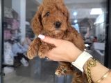 Poodle Dişi Yavrular