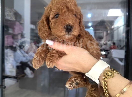 Poodle Dişi Yavrular görsel