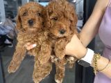 Poodle dişi yavrular