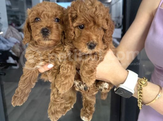 Poodle Dişi Yavrular