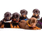 DOBERMAN YAVRULARIMIZ