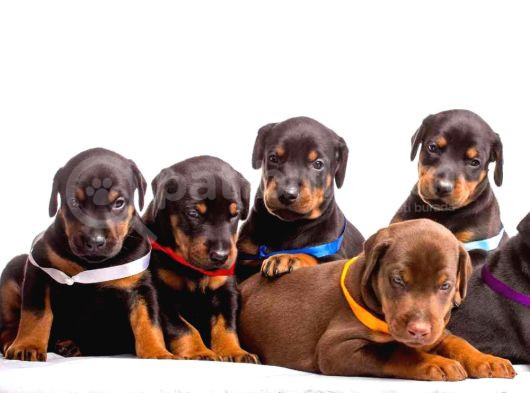Doberman Yavrularimiz