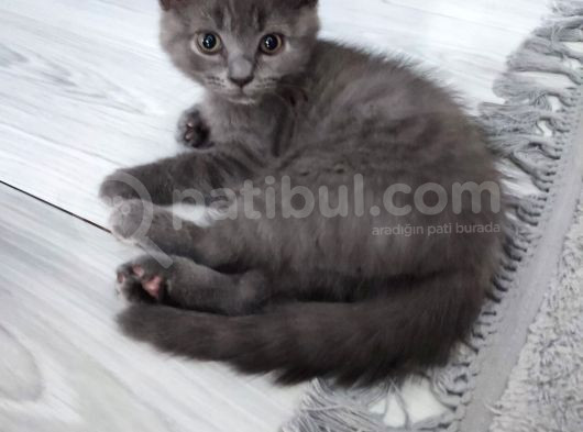 2 Aylık Yavrumu Sahiplendiriyorum görsel