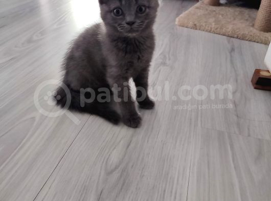 2 Aylık Yavrumu Sahiplendiriyorum görsel