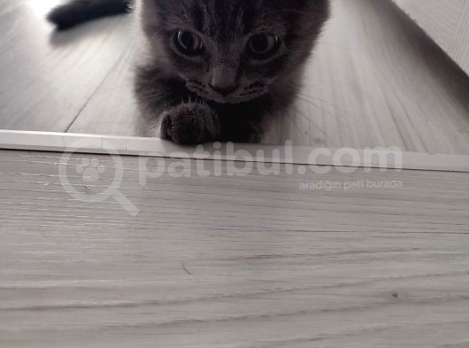 2 Aylık Yavrumu Sahiplendiriyorum