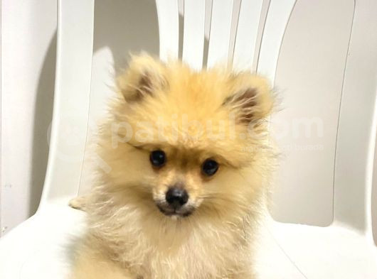 2 Aylık Pomeranian Boo görsel