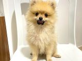 2 Aylık Pomeranian Boo