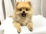 2 Aylık Pomeranian Boo