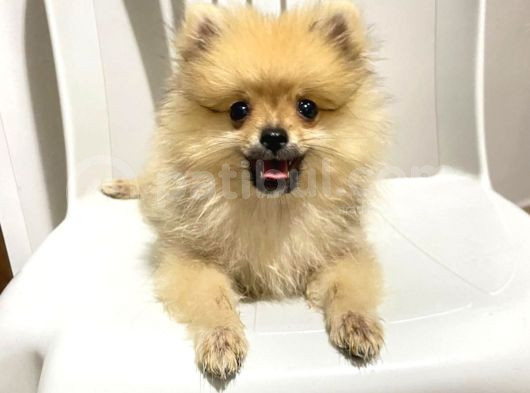 2 Aylık Pomeranian Boo görsel