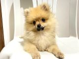 2 aylık Pomeranian Boo
