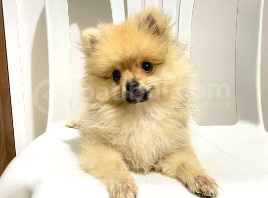 2 Aylık Pomeranian Boo
