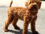 Orji̇nal Toy Poodle Red Brown Erkek Yavrumuz