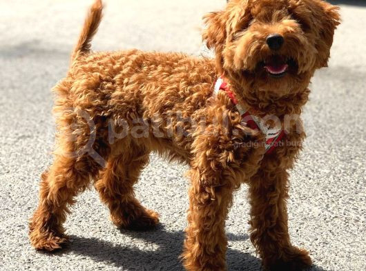 Orji̇nal Toy Poodle Red Brown Erkek Yavrumuz görsel