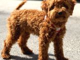 Orji̇nal Toy Poodle Red Brown Erkek Yavrumuz